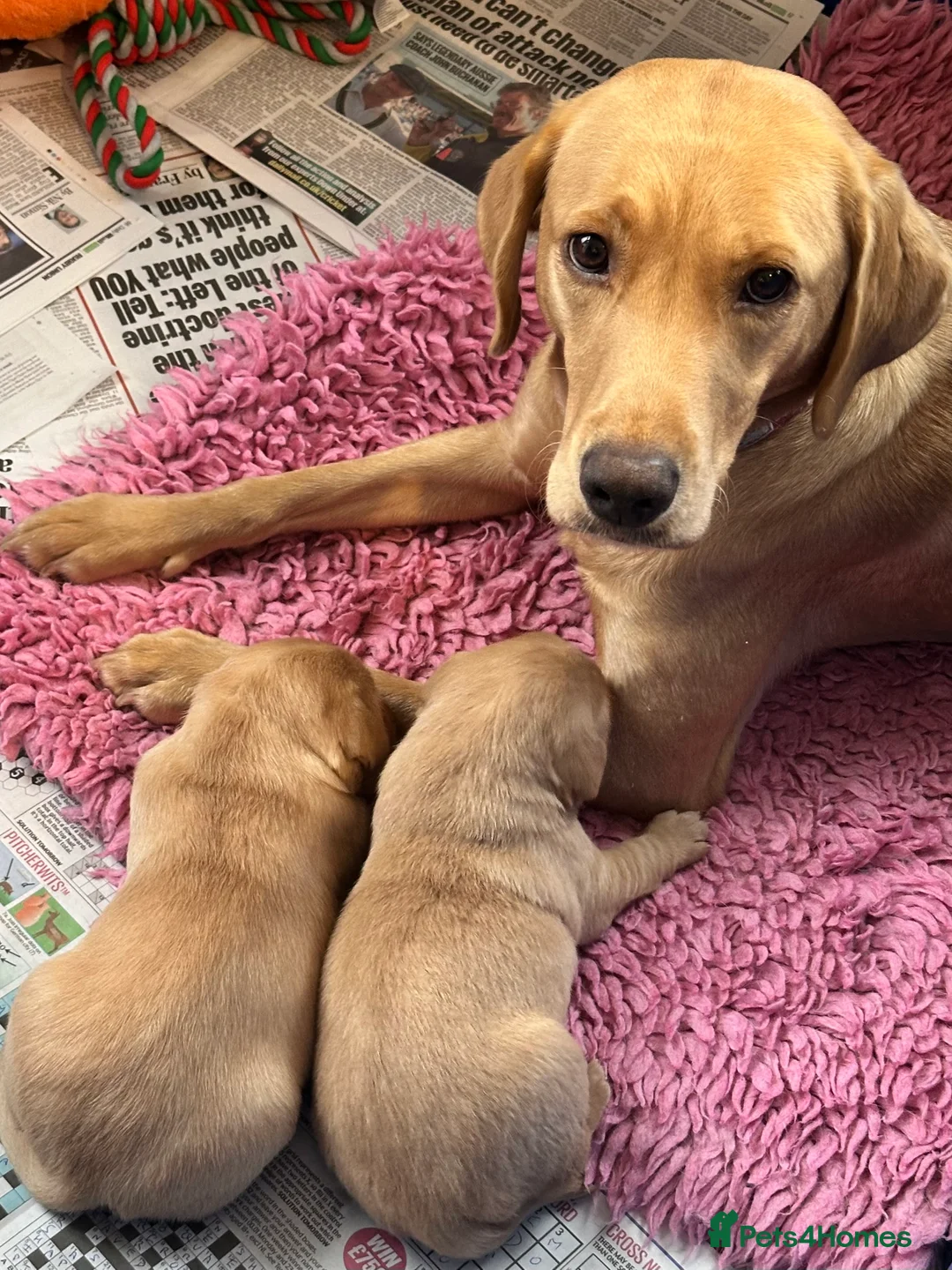 Labrador Retriever dogs for sale: Fox Red Pedigree Labrador Litter - Advert 9