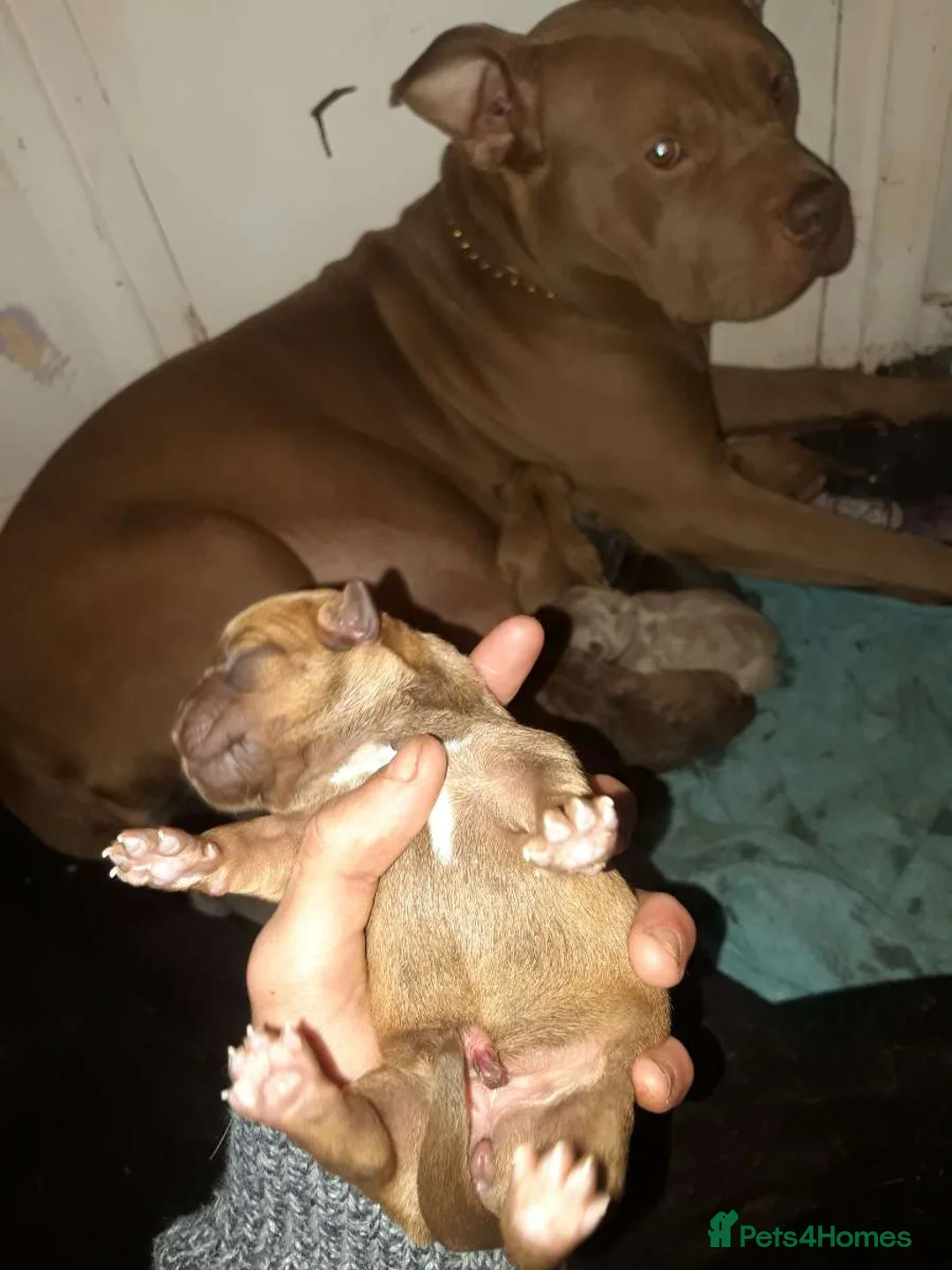 Mixed Breed dogs for sale: Rottweiler cross  - Advert 13