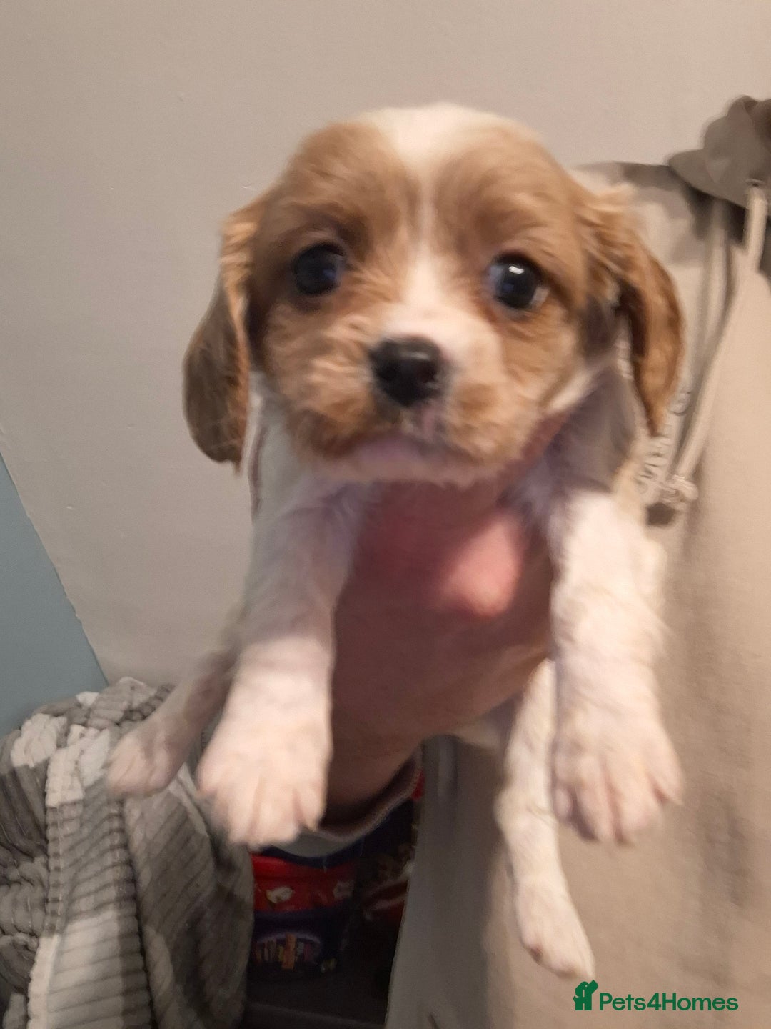 Cavapoo dogs for sale: Beautiful cavapoo F1b  - Advert 5