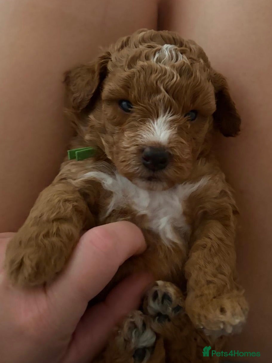 Mini Goldendoodle dogs Small sized Goldendoodle - females only available  - Advert 18