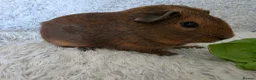 Guinea Pig rodents for sale: 2 boys rtl. - Advert 10