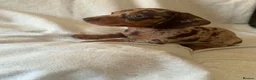 Dachshund dogs for sale: Miniature dachshund    - Advert 6