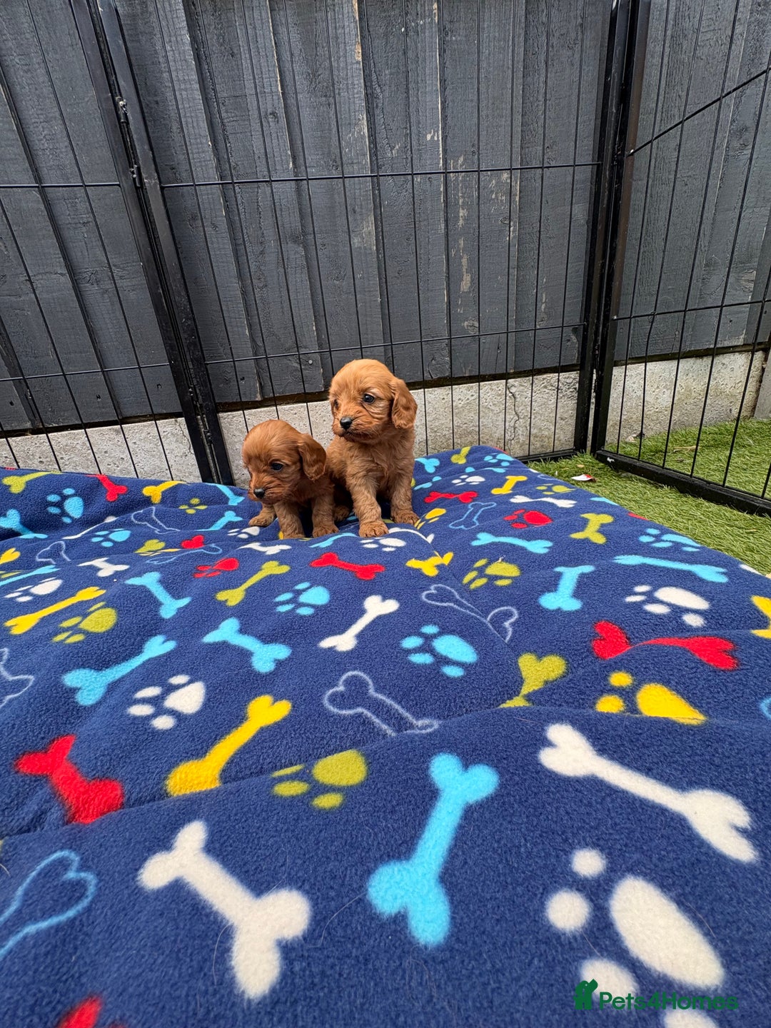 Cavapoo dogs for sale: Only two Beautiful girls cavapoos available  - Image 8
