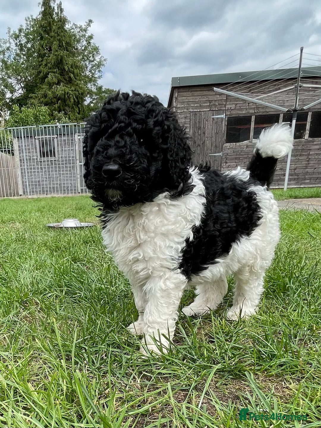 Saint Bernard dogs for sale: St Berdoodle (Saint Bernard standard Poodle) - Image 39