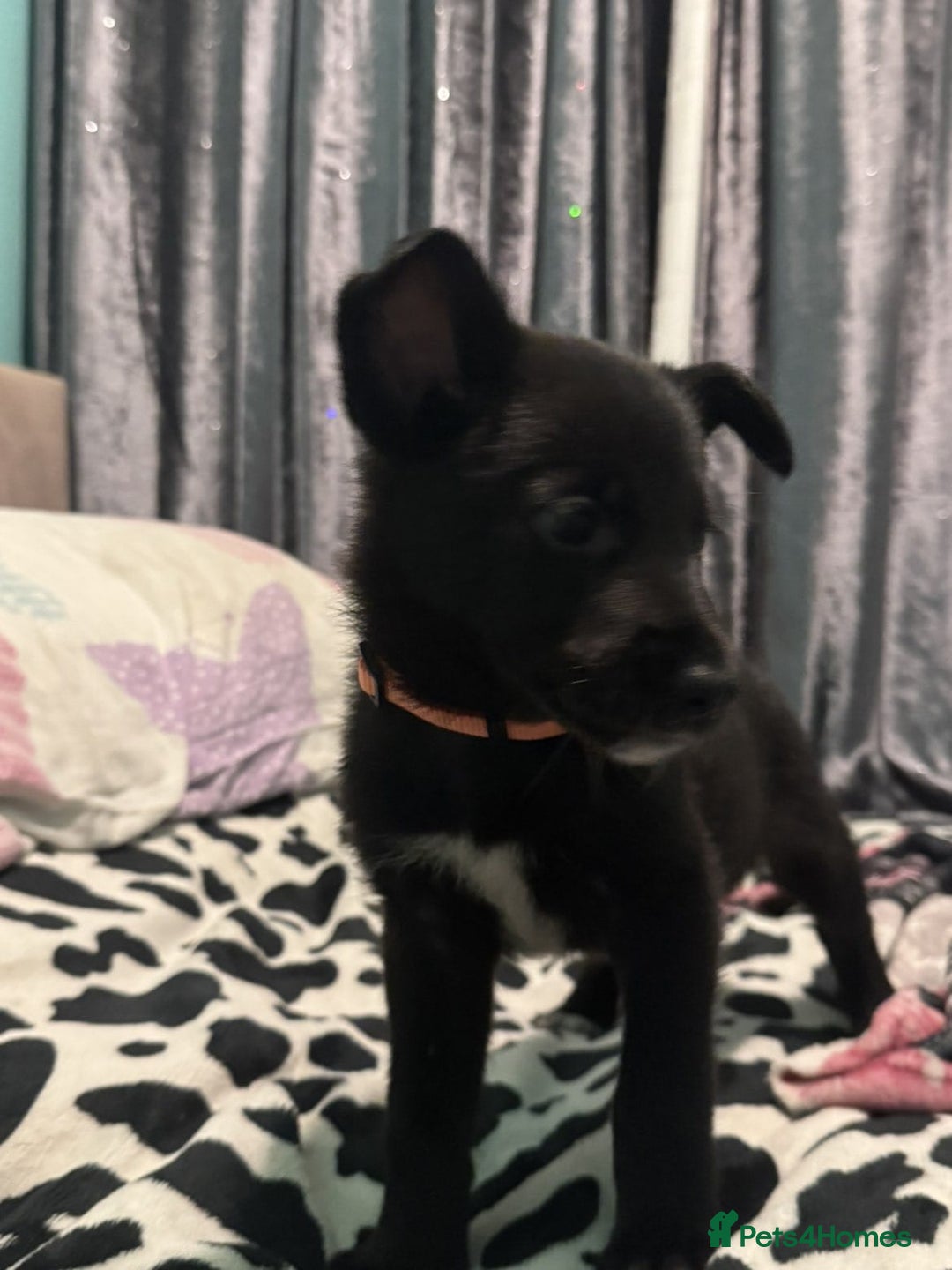 Shepsky dogs for sale: Shepski pups - Advert 6