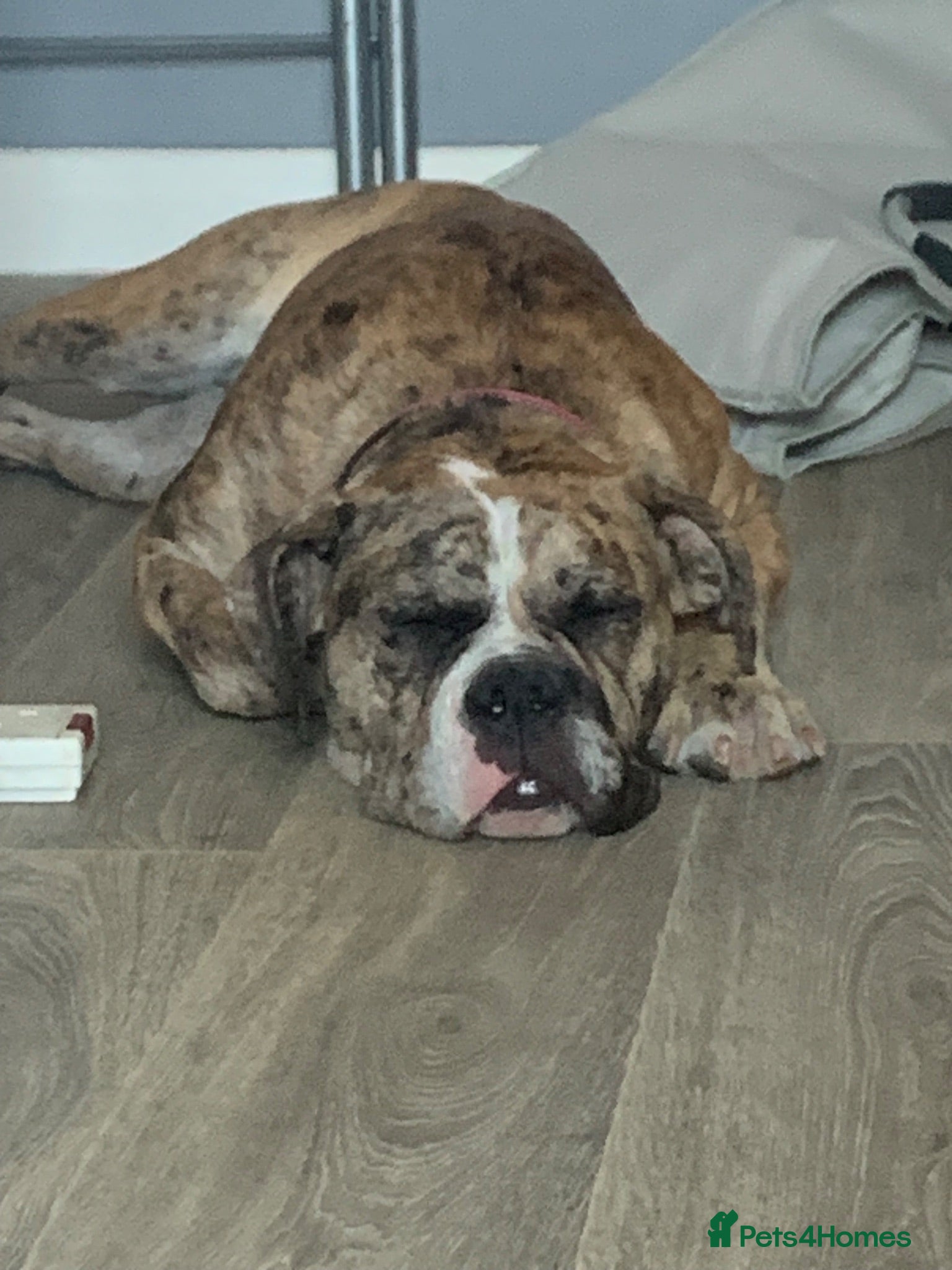 Old Tyme Bulldog dogs Mya NEBBR Registered old thyme bulldog NO KIDS - Advert 5