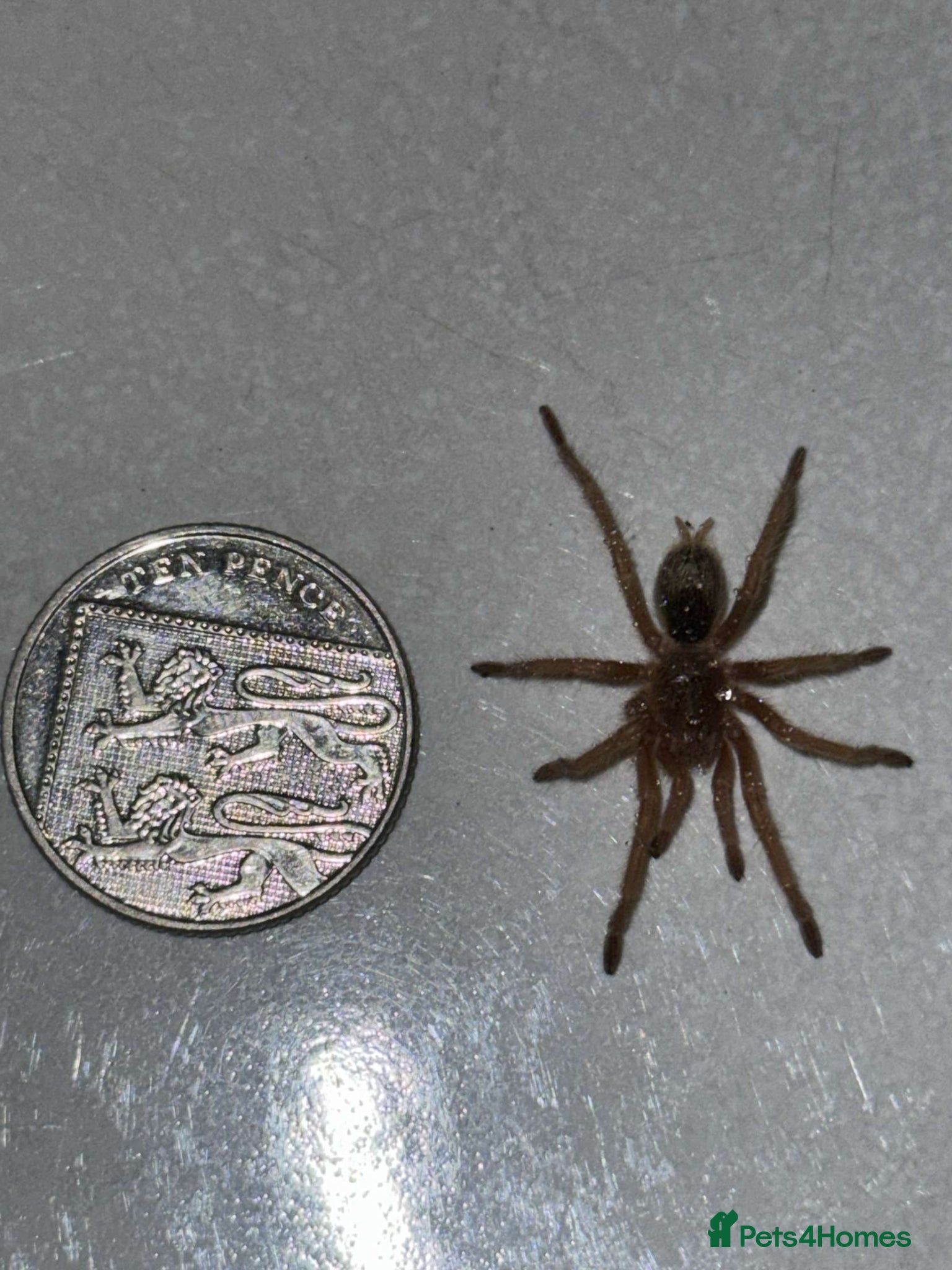 Tarantulas invertebrates for sale: Euathlus truculentus 'Blue' (Chilean Blue ) - Advert 1