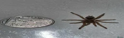 Tarantulas invertebrates for sale: Euathlus truculentus 'Blue' (Chilean Blue ) in Presteigne - Advert 1