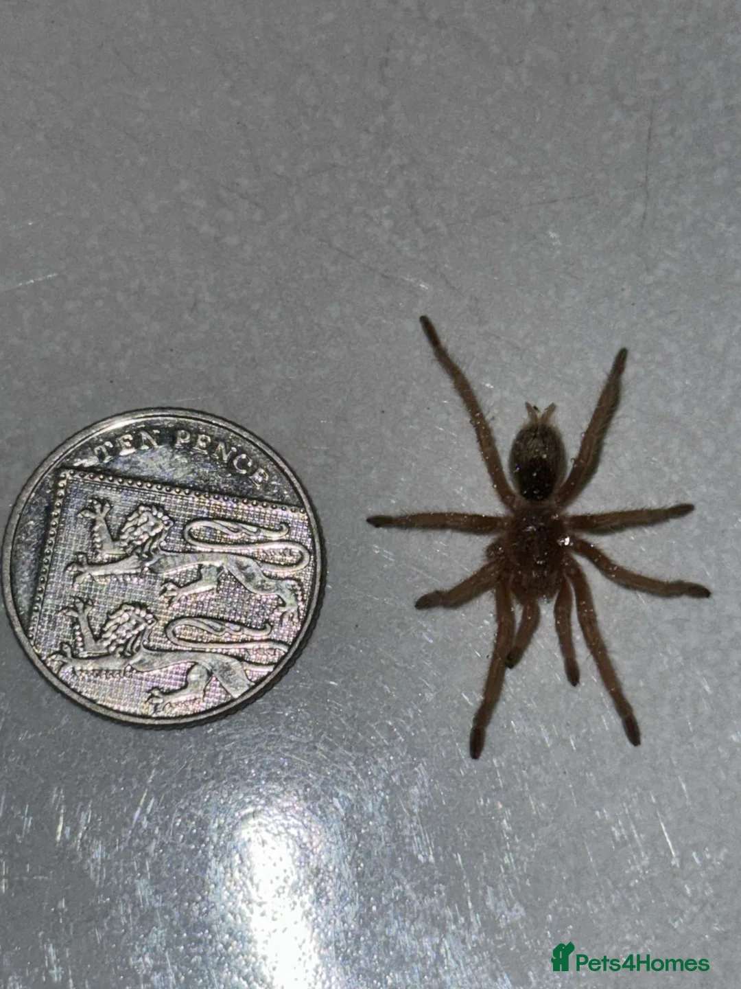 Tarantulas invertebrates for sale: Euathlus truculentus 'Blue' (Chilean Blue ) in Presteigne - Advert 1
