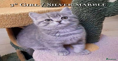 British Shorthair cats British kittens  - Advert 3