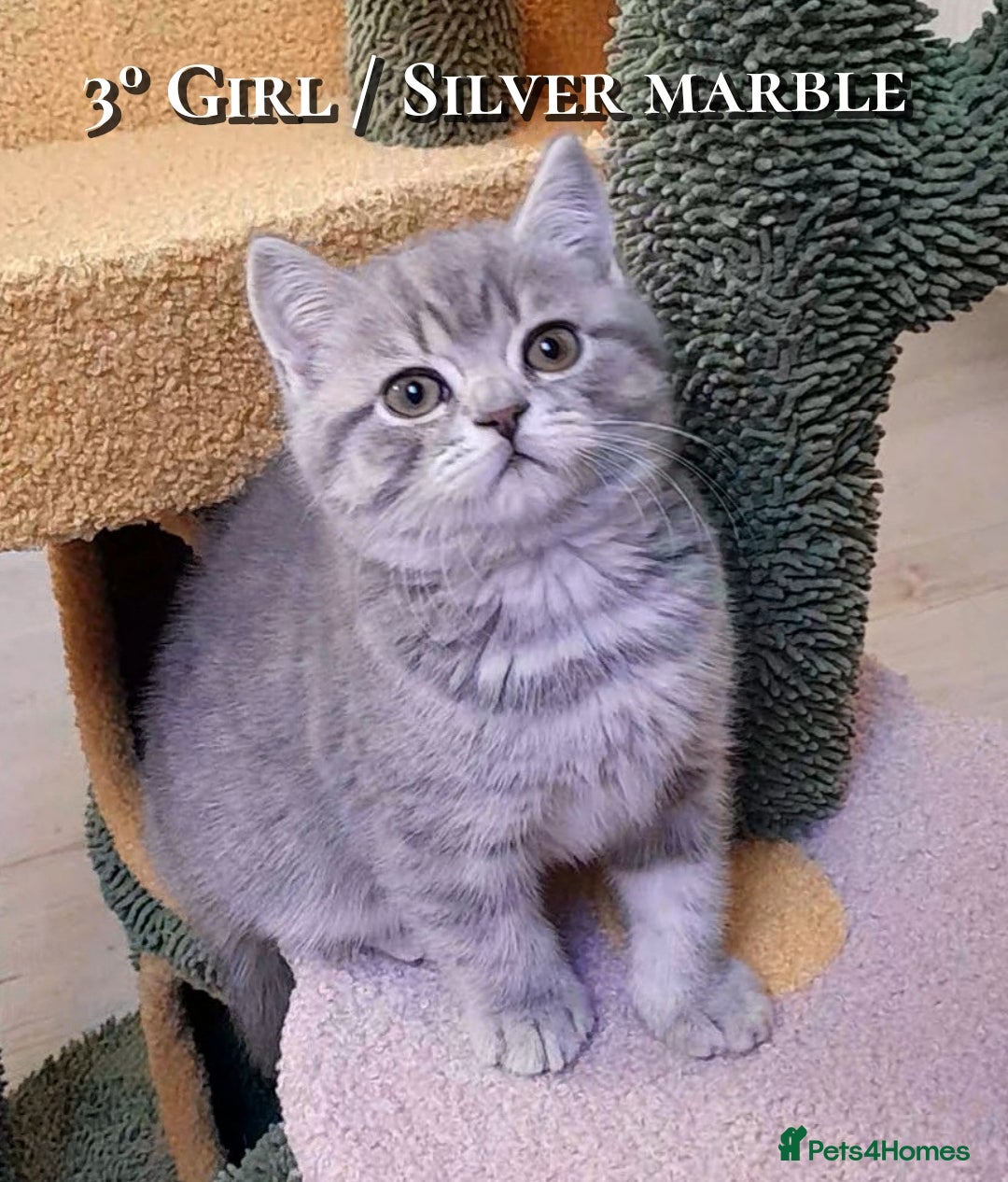 British Shorthair cats for sale: British kittens  - Advert 3