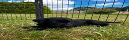 Labrador Retriever dogs for sale: KC Reg Puppies, FTCH Bred with versatility in mind - Advert 11