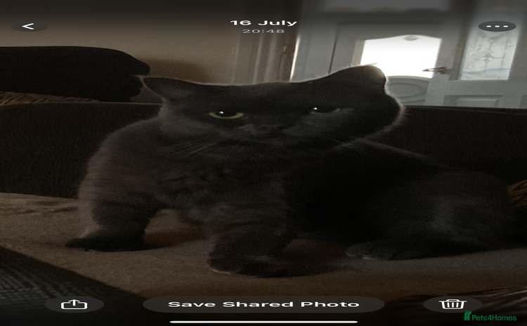 British Shorthair cats - Advert 10