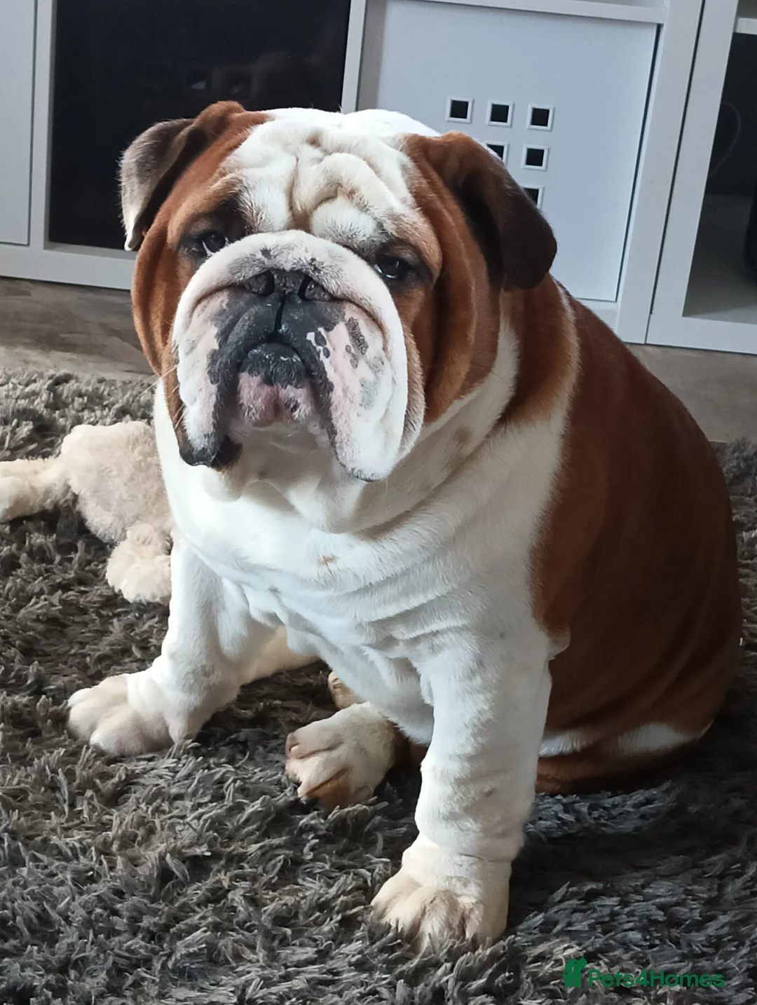 English Bulldog dogs for stud: For Stud: George (red/white) PROVEN in Brighouse - Advert 9