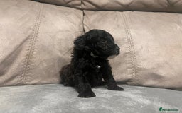 Cockapoo dogs for sale: 🐶F1 Cockerpoo Pups – Merle, Chocolate, Apricot 🐶 - Image 3