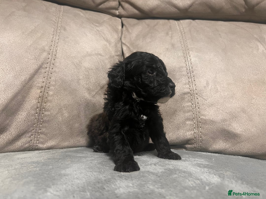 Cockapoo dogs for sale: 🐶F1 Cockerpoo Pups – Merle, Chocolate, Apricot 🐶 - Image 3