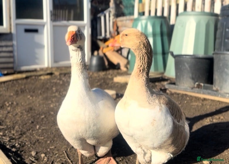 Geese poultry Male and female goose for sale  - Advert 2