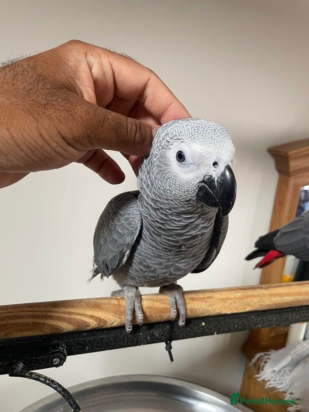 Parrots birds for sale: Friendly Hand Reared Super Cuddly African Greys - Image 5