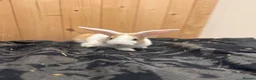 Mini Lion Lop rabbits for sale: Baby Rabbits for sale  - Advert 24