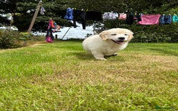 Golden Retriever dogs for sale: KC Registered Golden Retriever Puppies  - Image 1