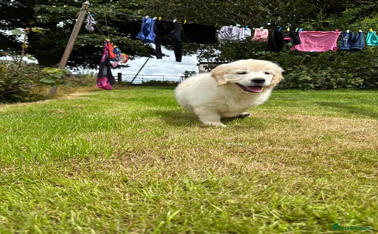 Golden Retriever dogs - Advert 4