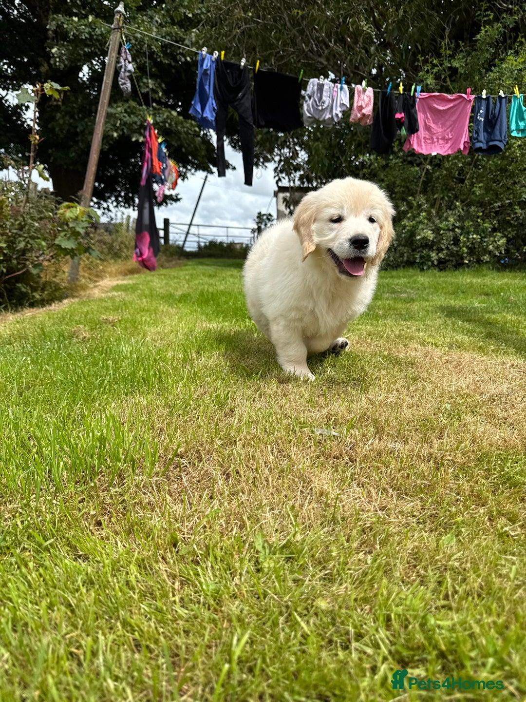 Golden Retriever dogs for sale: KC Registered Golden Retriever Puppies  - Image 1