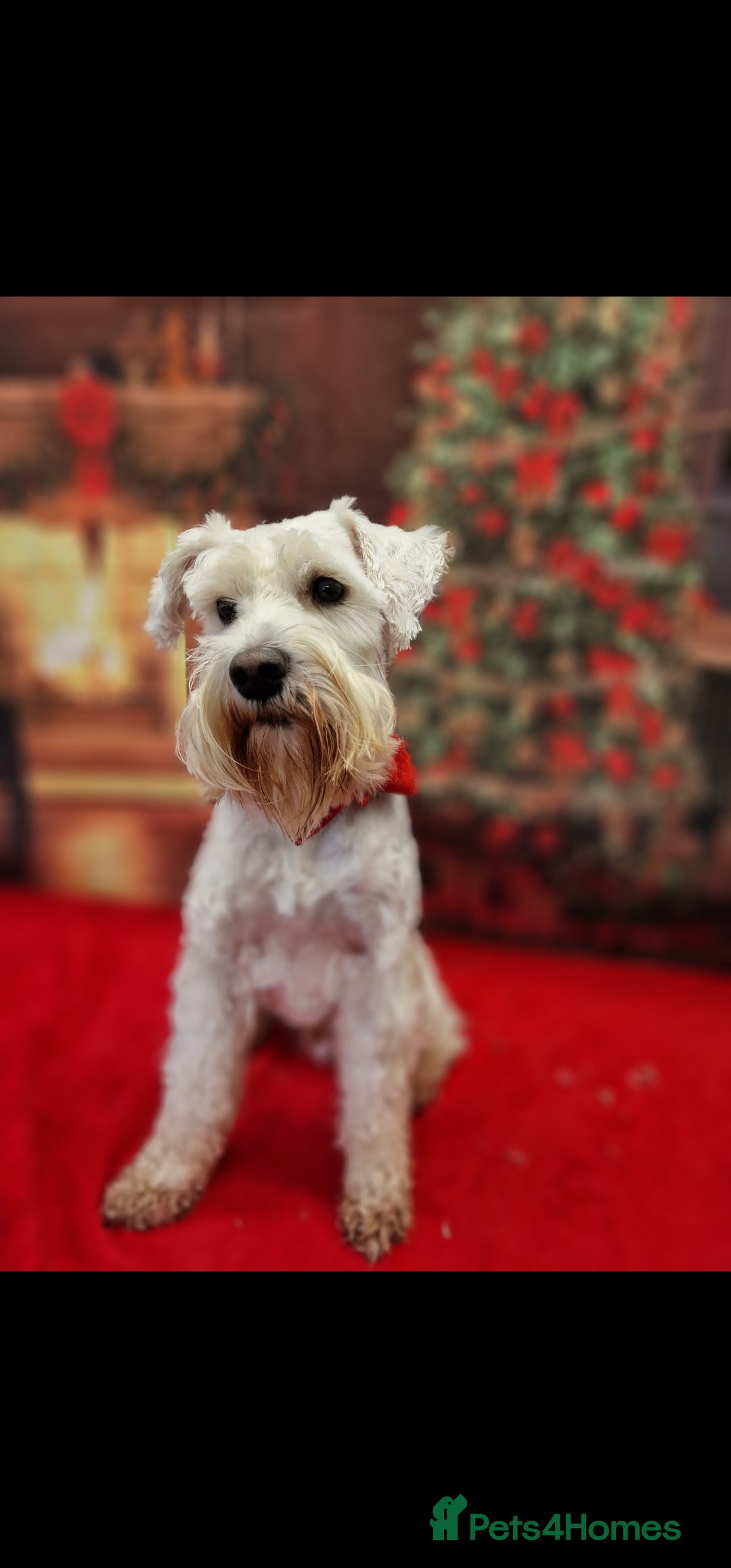 Miniature Schnauzer dogs for stud: White Miniature Schnauzer for stud - Advert 2