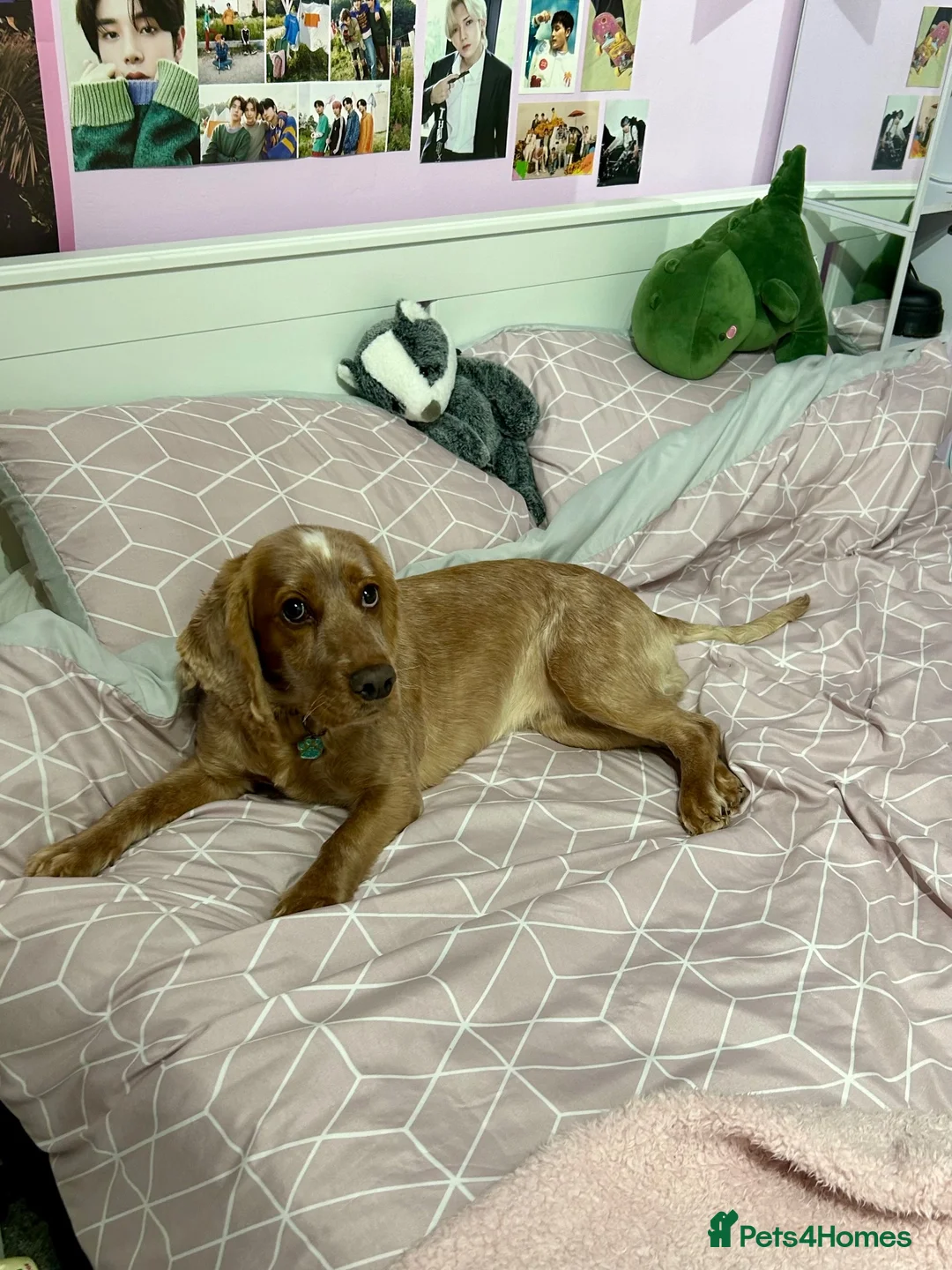 Cocker Spaniel dogs for sale: 🐾❤️ BEAUTIFUL WORKING COCKER SPANIEL PUPPIES ❤️🐾 - Advert 2