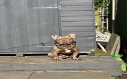 French Bulldog dogs for stud: Stunning Isabella Kakao French Bulldog for Stud  in Chelmsford - Image 1