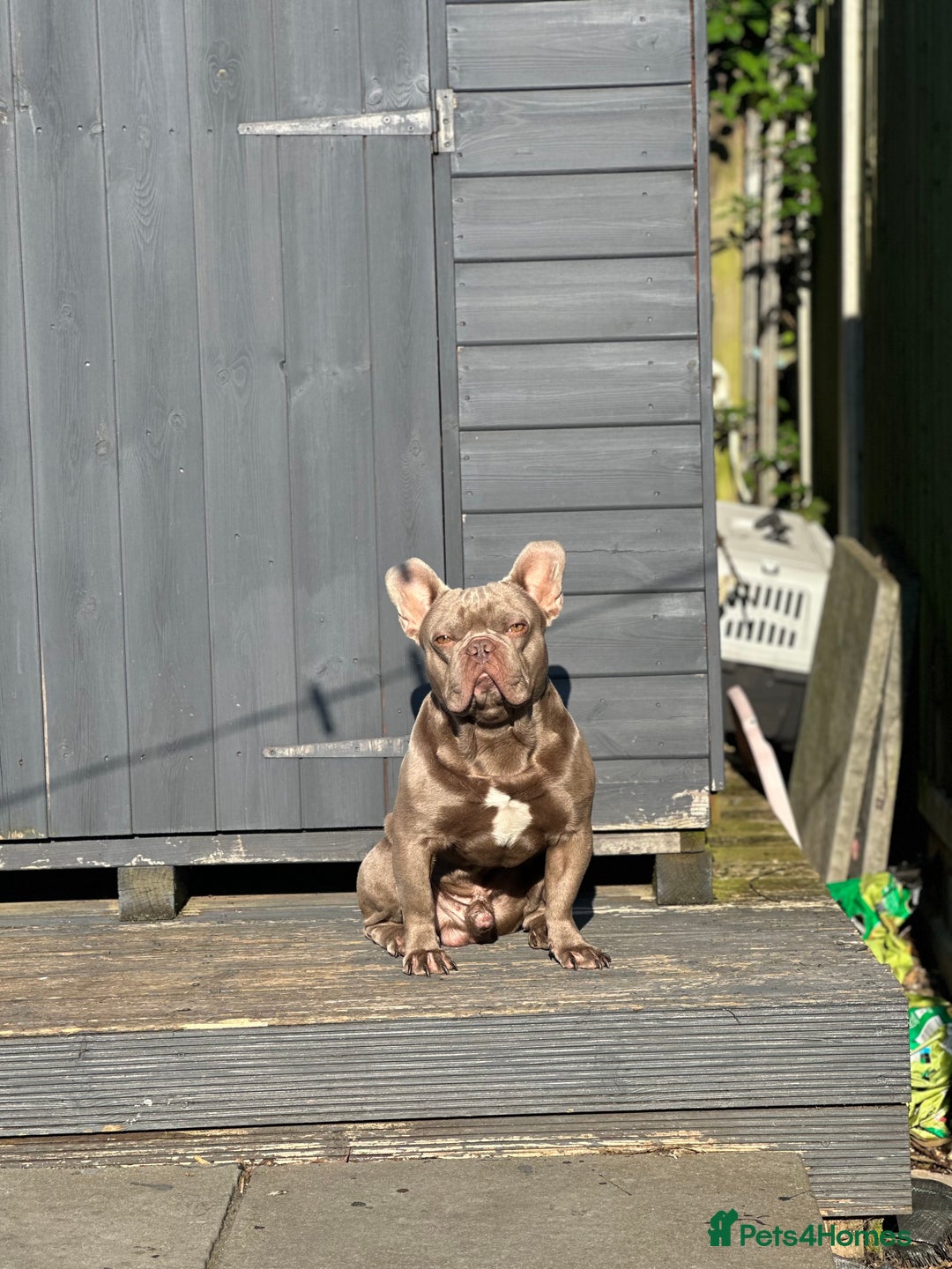 French Bulldog dogs for stud: Stunning Isabella Kakao French Bulldog for Stud  in Chelmsford - Image 1