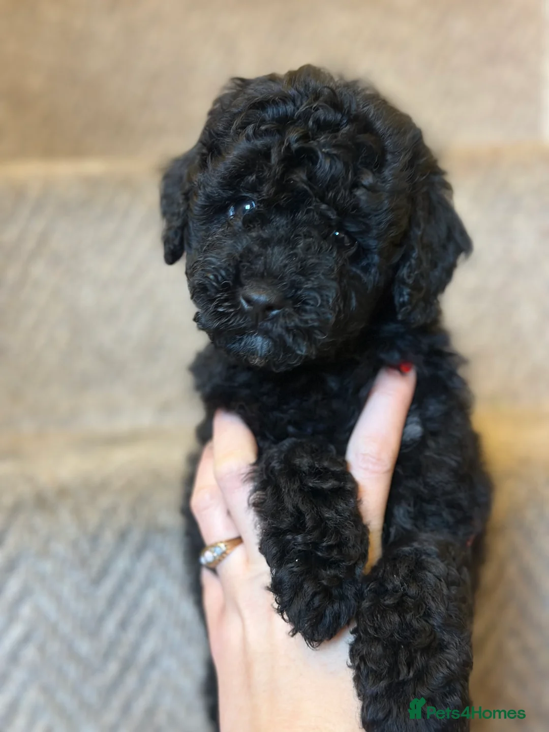 Poochon dogs for sale: Poochon pups 🩷🩵 - Advert 11