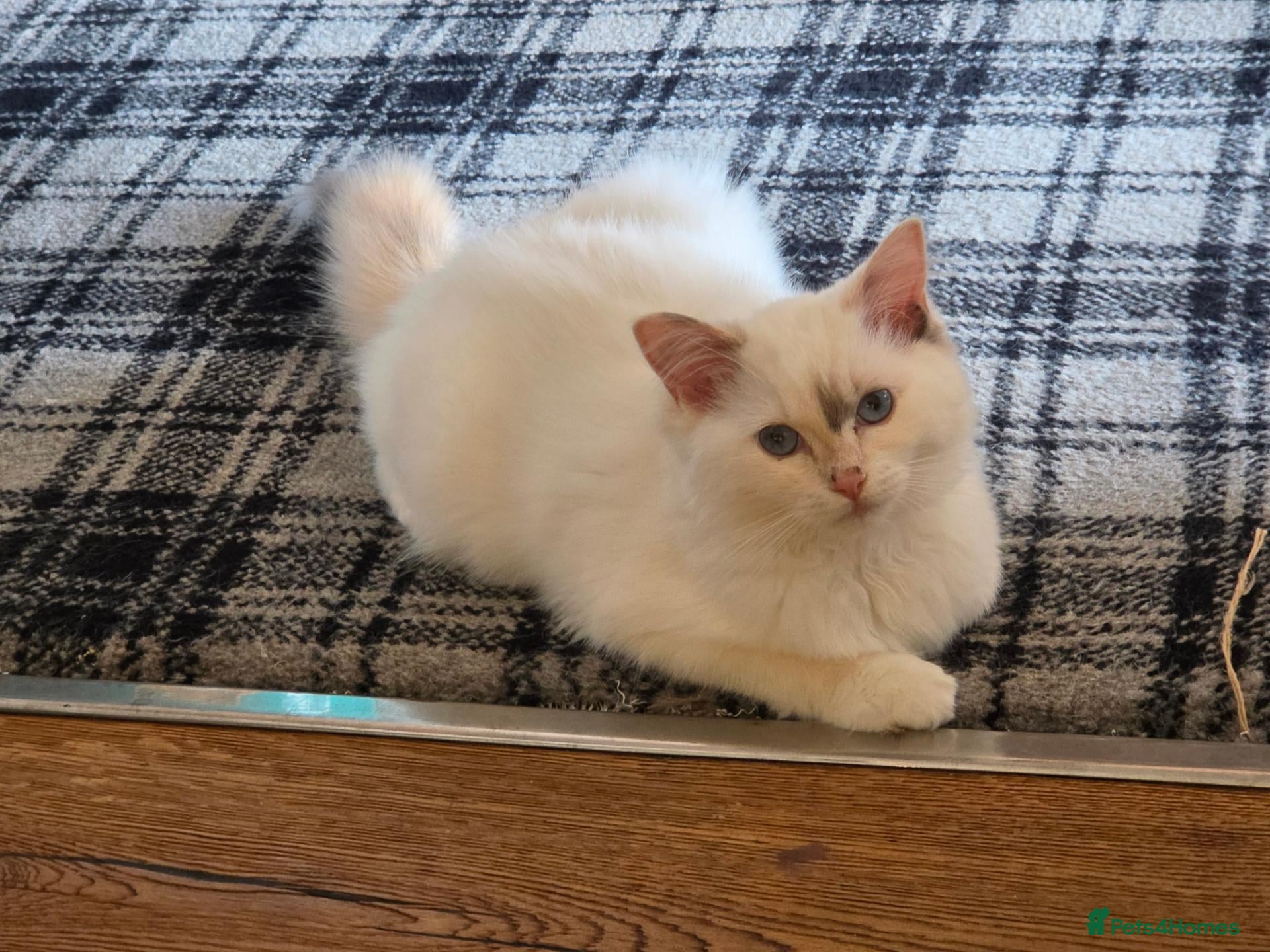 Ragdoll cats Reduced.. Ragdoll Babies  - Advert 1