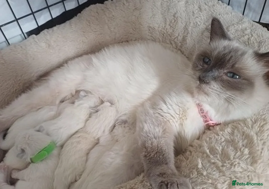 Ragdoll cats for sale: Family raised ragdolls kittens 7 weeks old - Advert 6