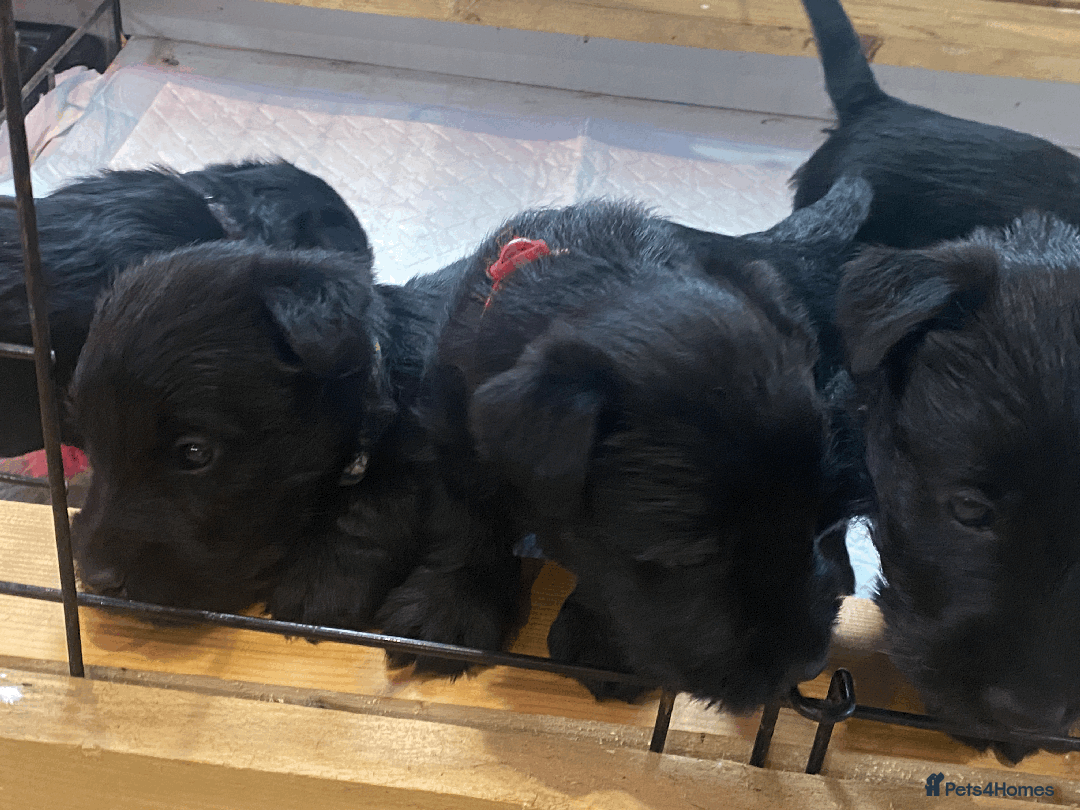 Scottish Terrier dogs for sale:  KC REGISTERED  Scottish terrier puppies - Advert 2