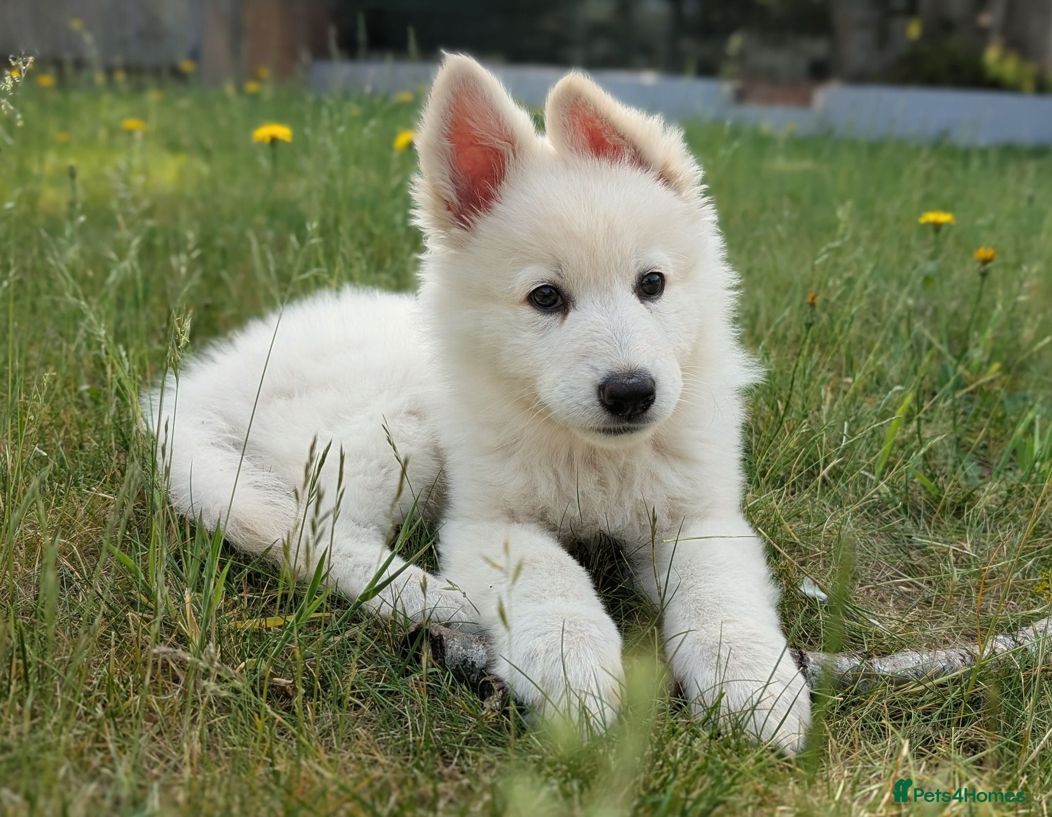 German Shepherd dogs White German shepherd KC - Advert 5
