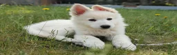 German Shepherd dogs for sale: White German shepherd KC - Advert 1