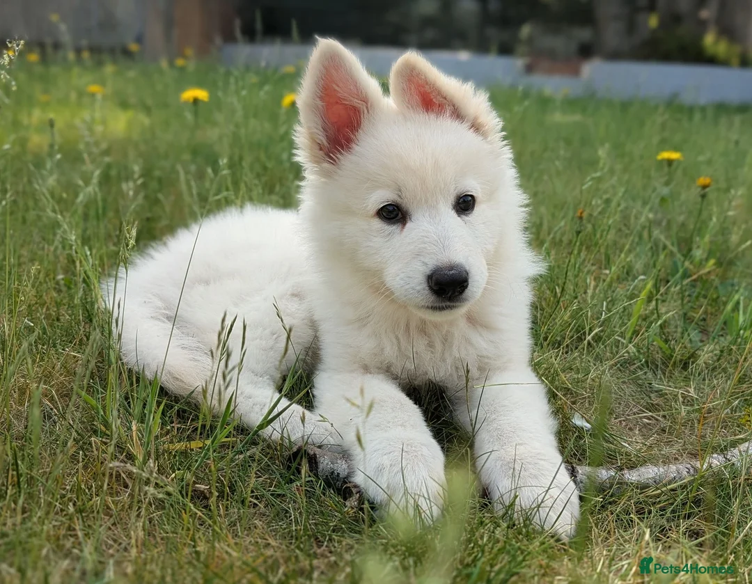 German Shepherd dogs for sale: White German shepherd KC - Advert 1