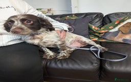 English Springer Spaniel dogs for adoption: DAISEY THE SPRINGER & WINNIE THE LABRADOR X PARSON - Image 16