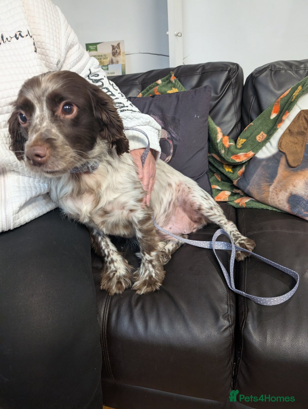English Springer Spaniel dogs for adoption: DAISEY THE SPRINGER & WINNIE THE LABRADOR X PARSON - Image 16
