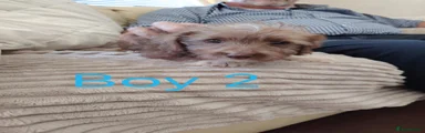 Boy 2