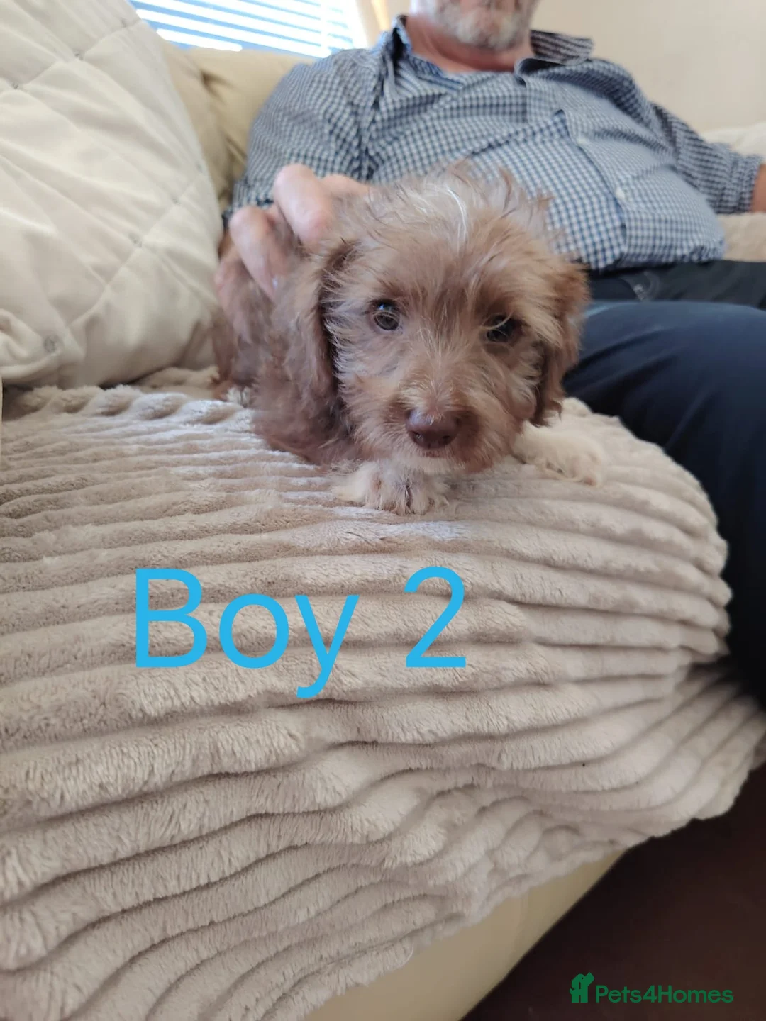 Norfolk Terrier dogs for sale: Norfolk Terrier Puppies  in Wellingborough - Advert 2