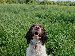 English Springer Spaniel dogs in Poole - Advert 1