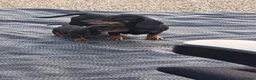 Dachshund dogs for sale: Dachshund  in Swadlincote - Advert 8