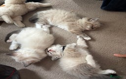 Ragdoll cats for sale: Ragdoll kittens - Image 7