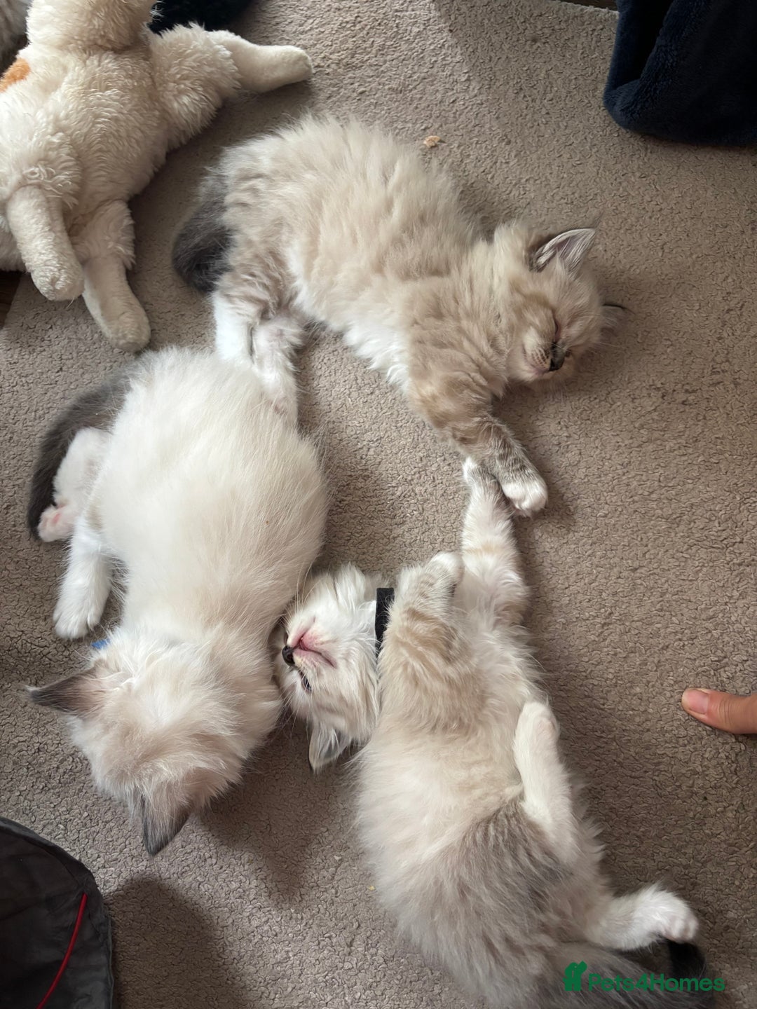 Ragdoll cats for sale: Ragdoll kittens - Image 7