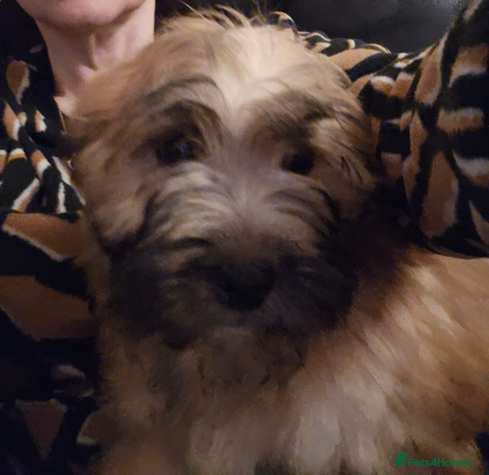 Mixed Breed dogs Cavapoo cross puppy  - Advert 1