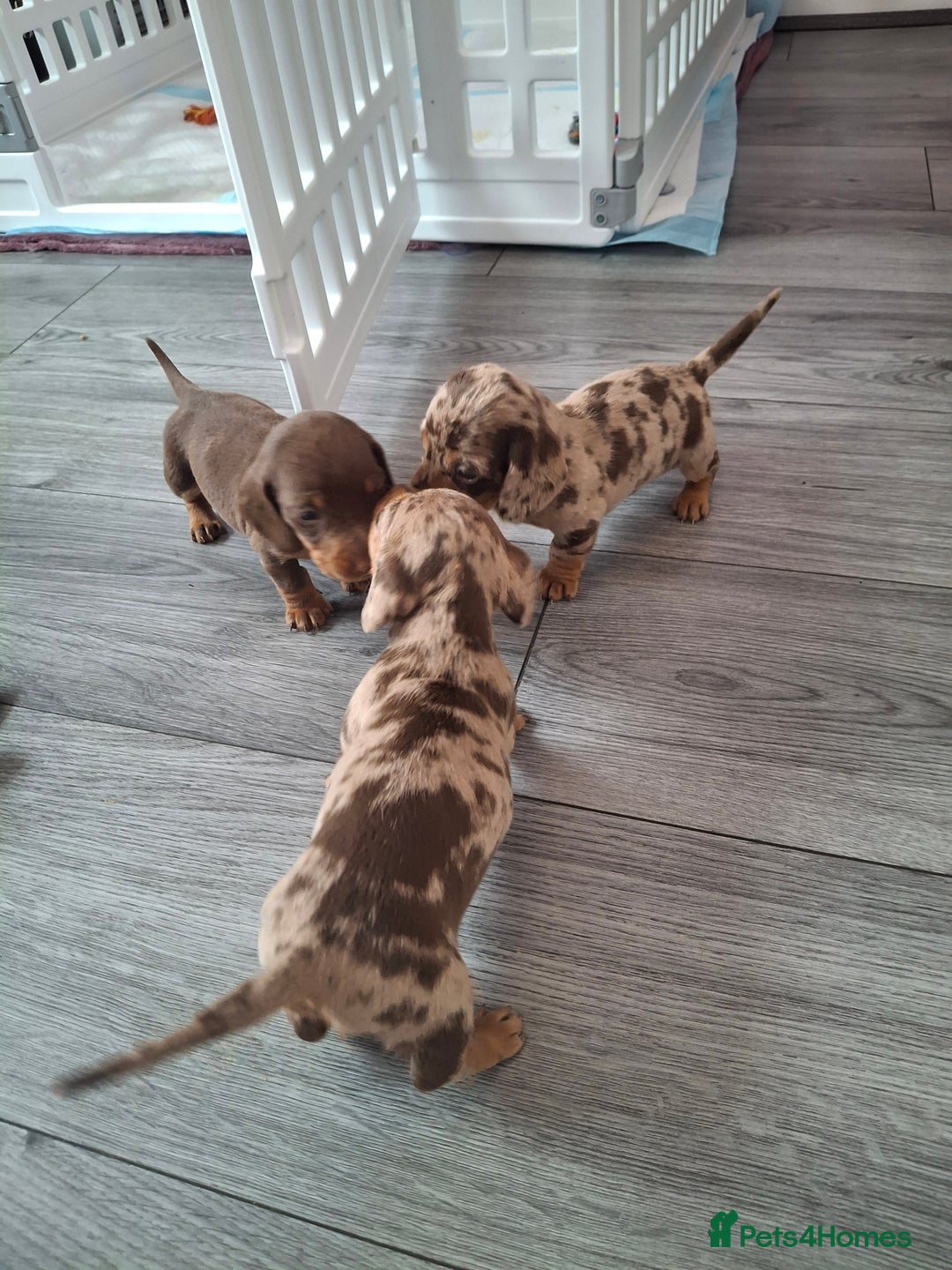 Miniature Dachshund dogs for sale: 💖 Adorable tiny miniature dachshund pups 💖 - Image 14