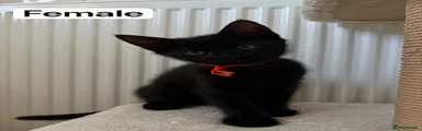 Domestic Shorthair 4