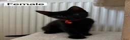 Domestic Shorthair cats for sale: 4 adorable kittens looking for new homes - Advert 21