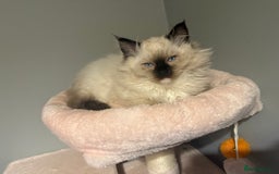 Ragdoll cats for sale: 3 musketeers😍 - Image 6